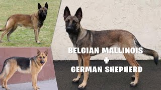Shepinois (German Shepherd × Belgian Malinois Mix) Dog Breed Explained - Pros & Cons