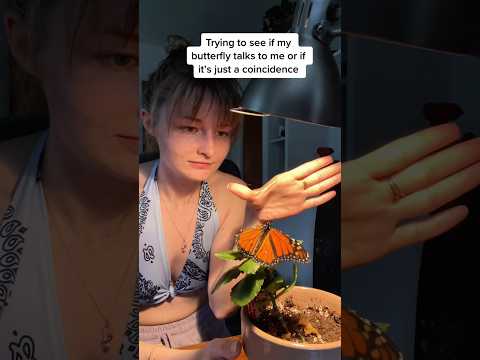 A small visitor, a big feeling 🦋🤍#Butterfly #Gentle #warm #animal#cute