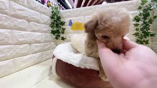 ハーフ犬の動画01