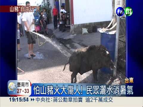 生人勿近! 凶猛山豬逛大街