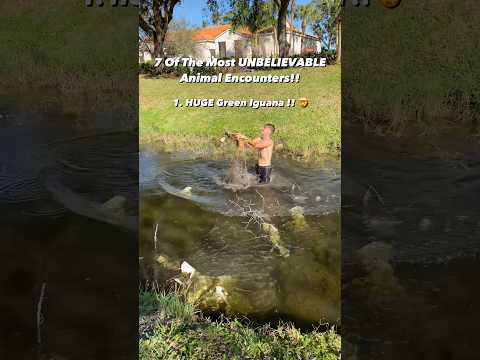 this was absolutely insane. #animals #herping #iguana #snakes