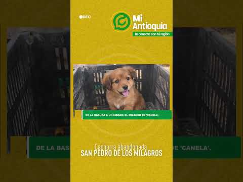 #MiAntioquiaHoy | Rescatan a cachorra abandona en San Pedro de los Milagros | #MiAntioquia