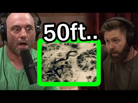 Forrest Galante on the GIANT Snake Photo in the Congo..