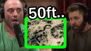 Download lagu Forrest Galante pada Foto Ular RAKSASA di Kongo.. mp3 Download lagu Forrest Galante pada Foto Ular RAKSASA di Kongo.. mp3