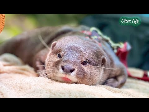 先輩風を吹かせて川を案内するカワウソの姿に思わずほっこり [Otter Life Day 976]