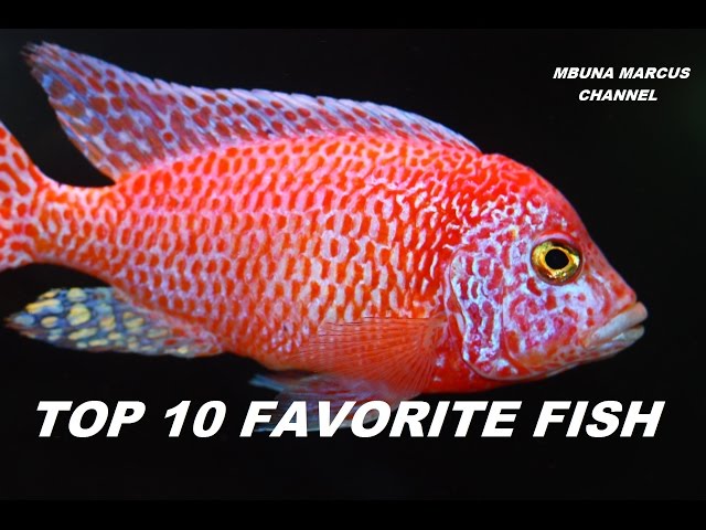 TOP 10 FRESHWATER AQUARIUM FISH