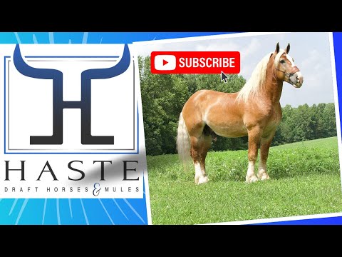 Help us out? What is our Belgian Stallion worth?  Call and make me an offer (606) 303-5669