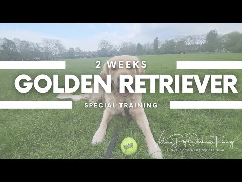 Victoria Dog Obedience Training video.