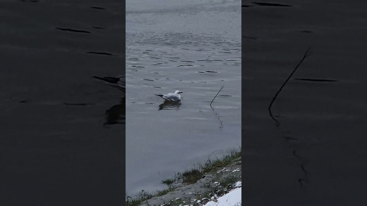 Beautiful seagull swimming on a river in close-up.
