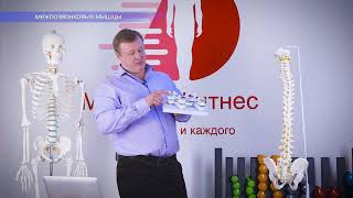 Межпозвонковые мышцы