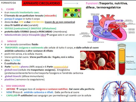 ❤ CIRCULATORY SYSTEM (Heart, blood, blood vessels) simple and quick summary