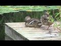 Duck Hiccups