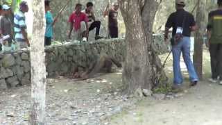 preview picture of video 'Komodo Dragon trying to eat Tourists February 2013'