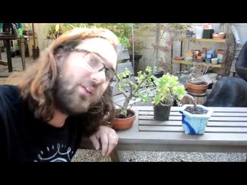 ►How to make bonsai for beginners - HD 2019 #17 (Bonsai )