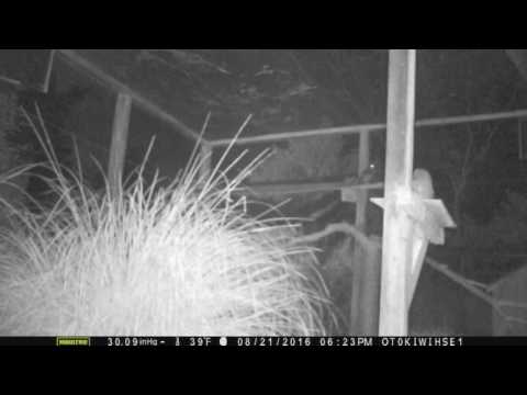 Mais palhaçadas de porco