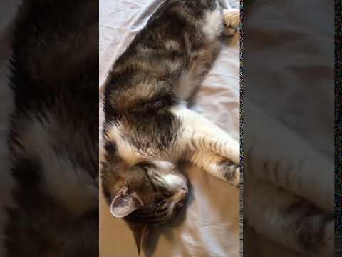 Cat with labored breathing