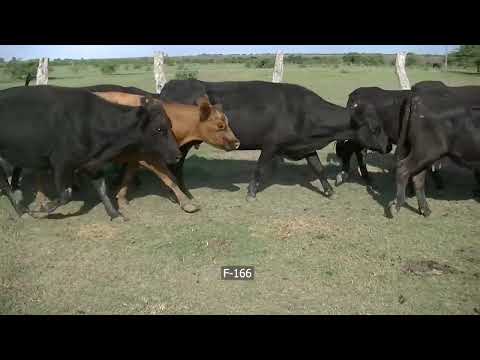 Lote 62 Vaca Preñada en San José de Feliciano, Entre Ríos