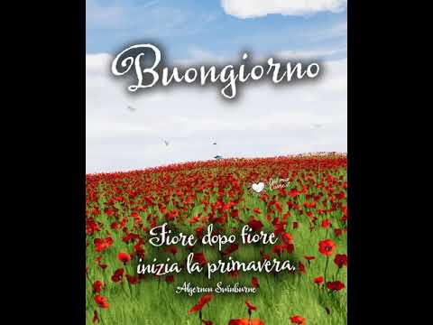 Fiore dopo fiore inizia la primavera. Video del Buongiorno
