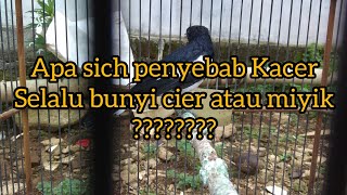 Download lagu Venomena Kacer bunyi cier miyik mp3