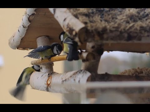 J:Kenzo - "Like A Hawk" ft. Flowdan (120p Kampfmeisen)