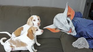 Dogs vs. Giant Mouse Prank: Funny Dogs Maymo & Penny by Maymo