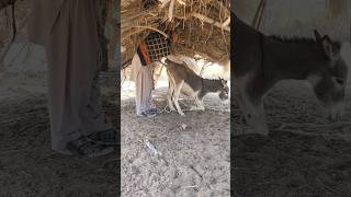 Download lagu Man masti donkey #animals #trending #success mp3 Download lagu Man masti donkey #animals #trending #success mp3