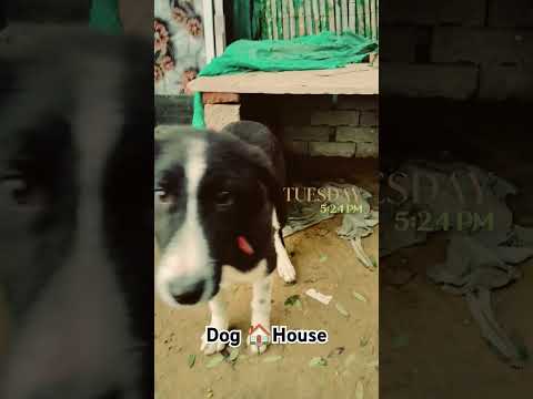 Dog House 🏠 | Desi Dog | #shorts #short #dog #desi #doghouse #ytshorts