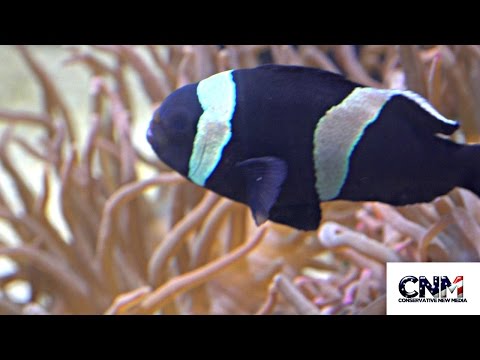 Colorful Tropical Fish Compilation in 4K Ultra HD