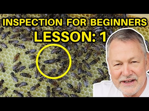 Beekeeping Inspection Lesson One: Finding & Evaluating Your Queen