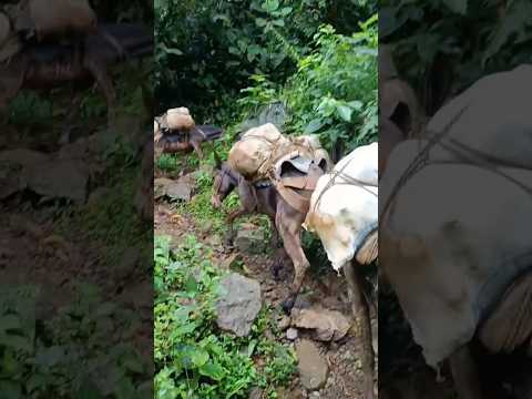 la arrieria en Colombia sigue mas vigente que nunca #campo #campesinos #arrieros