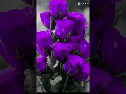 shamima #flowers #viralvideo #subscribe.