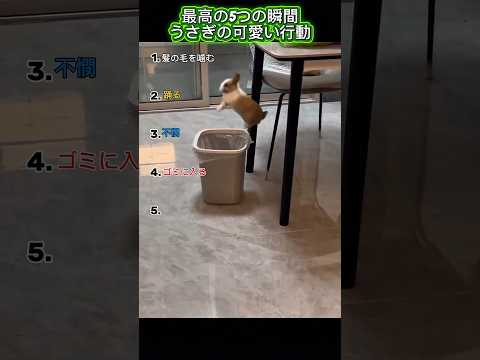最高の5つの瞬間うさぎの可愛い行動