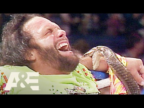Jake Roberts Recalls Having His Snake Bite Him So Randy Savage Would Believe It Had No Venom