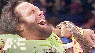 WWE Biography: Randy &quot;Macho Man&quot; Savage Bitten by Jake The Snake&#39;s Cobra | A&amp;E