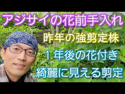 夏に素晴らしい開花を保証するために冬の終わりにアジサイを剪定するにはどうすればよいですか？  庭園