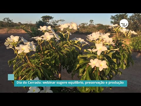 Dia do Cerrado: Webinar sugere equilíbrio, preservação e produção - 10/09/20