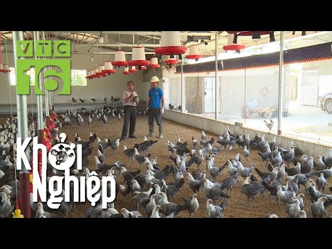 , title : 'Kỹ thuật chăm sóc gà Ai Cập đẻ trứng giúp nông  hái ra tiền | VTC16'
