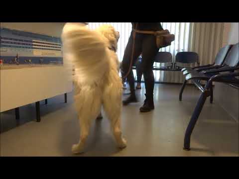 dierenarts instructie film hondenschool kersten