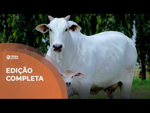 TERRA PECUÁRIA - Edição Completa 01/02