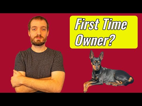 Male vs Female Miniature Pinscher