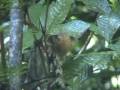 Plate 33 Xenops Spinetail Antbirds And Antthrush