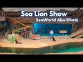 SeaWorld Abu Dhabi Sea Lion Show Sea Lion Show At SeaWorld Yas Island Abu Dhabi