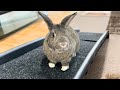 This Rabbit Is WAY Stronger Than He Looks 🐰💪