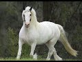 Funny Horse Dance To JHUMAR1A