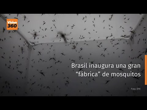 Brasil inaugura una gran “fábrica” de mosquitos