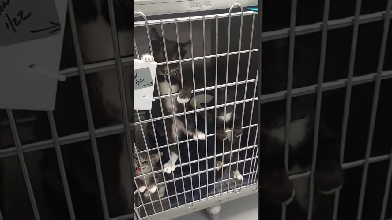 Theo, a Adoptable mixed breed in Hartsville, SC video 2/5
