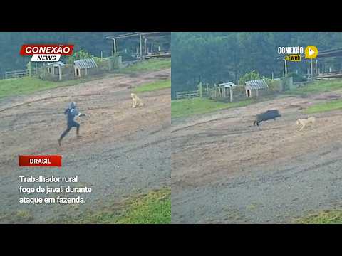 Vídeo: Trabalhador rural foge de javali durante ataque em fazenda.