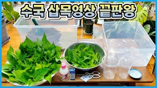 수국삽목 이렇게만 하면 실패할 수가 없어요!! 연중 삽목 가능한 수국삽목 아이템!!