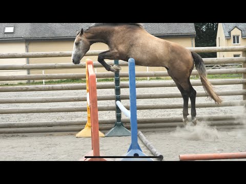 Min Express HDC: ORIENT EXPRESS HDC x VDL CORLAND - 2022 gelding