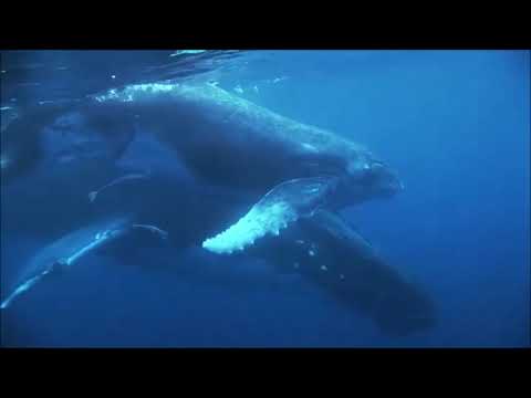 Giovanni Pierluigi da Palestrina | Canticum Canticorum